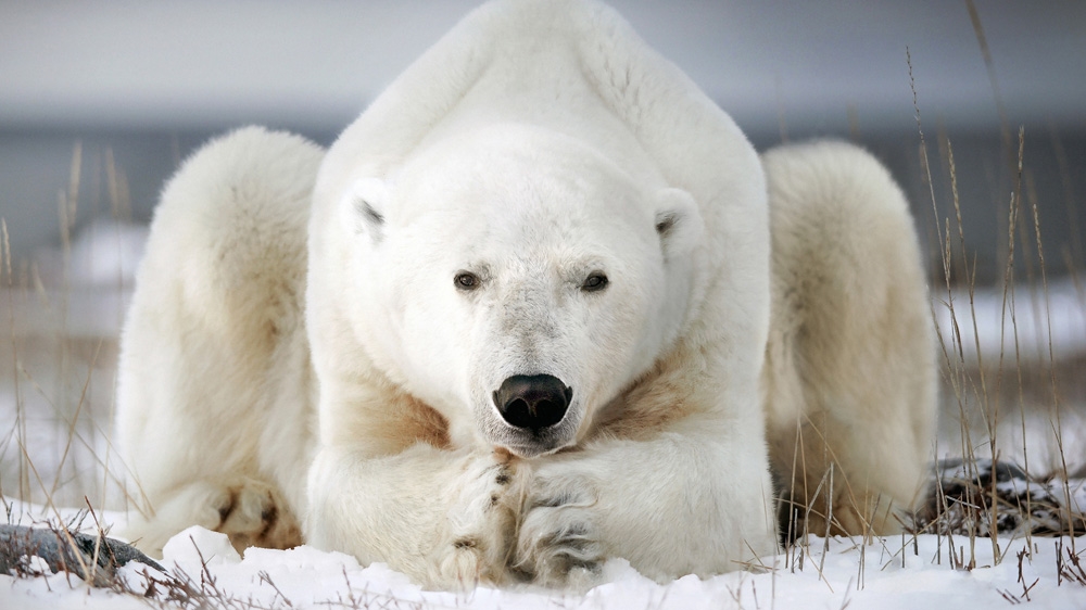 
Polar bears are affected by global warming with melting Arctic ice forcing them to spend more time on land where they compete for food [Getty Images]
