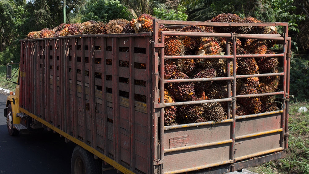 A truck carrying African palm fruit leaves Ayutla, San Marcos, Guatemala [Jeff Abbott/Al Jazeera]