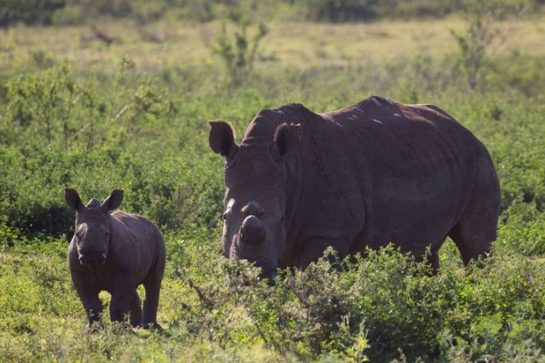 South Africa rhino
