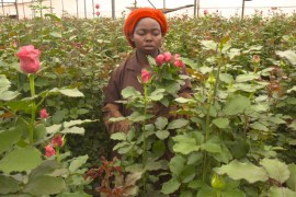 The agony of Kenya''s flower farm workers