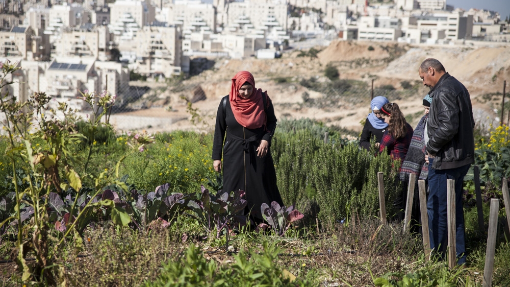 Relatives of Palestinian agroecology trainees forage for organic produce at Om Sleiman (Tessa Fox/Al Jazeera)