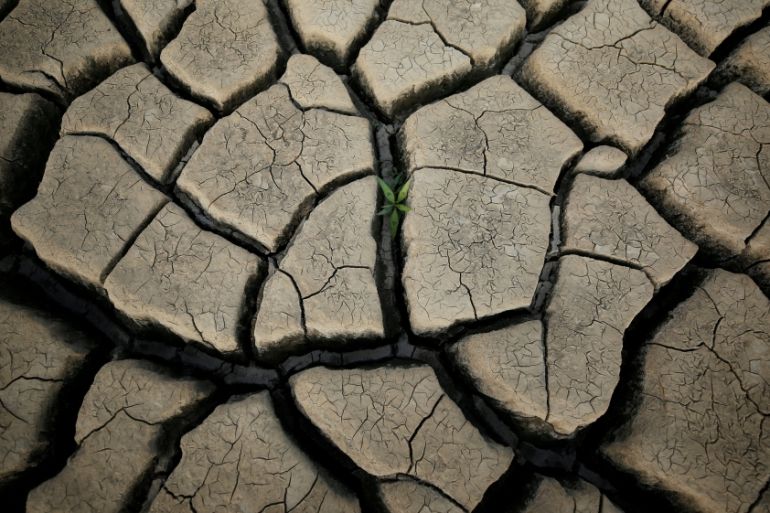 A plant grows between cracked mud in a normally submerged area at Theewaterskloof dam near Cape Town, South Africa, January 21, 2018