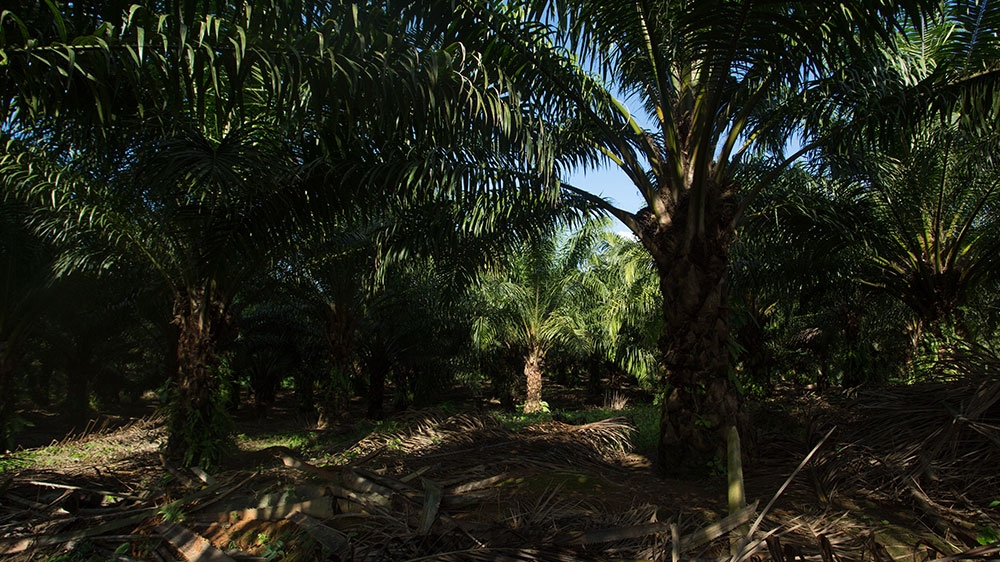 A palm plantation in Raxuha, Guatemala [Jeff Abbott/Al Jazeera] 