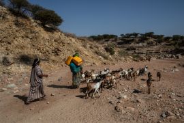 Women herd their goats through a dry riverbed in rural Dire Dawa administration, Ethiopia, February 6, 2019.