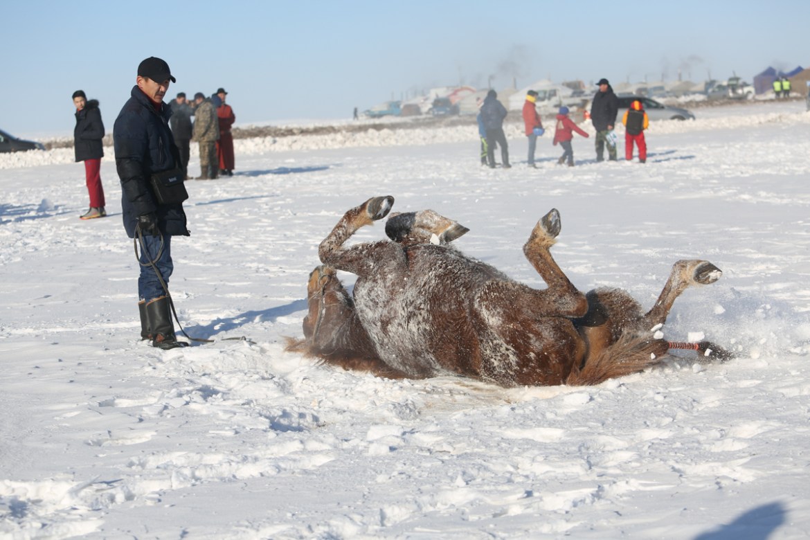 A horse plays in the snow. Herders say that winter races are torture for both children and horses. Horses can easily fracture their legs when running on ice. Extreme levels of exertion will cause hors
