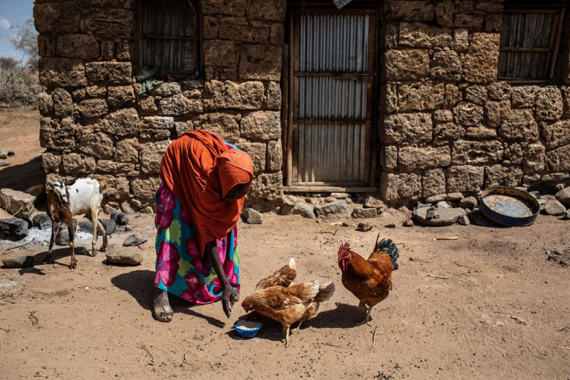 Halo Abdulla feeds her chickens in Halobusa kebele, in rural Dire Dawa administration, Ethiopia, February 12, 2019. In arid regions of Ethiopia, many people rely on livestock to get them through lean