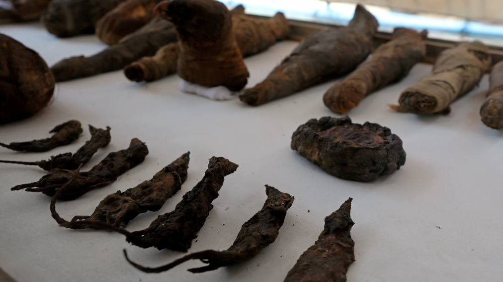 Mummified mice were among about 50 other animals found in the newly discovered Tomb of Tutu in Sohag, Egypt [Mohamed Abd el-Ghany/Reuters]