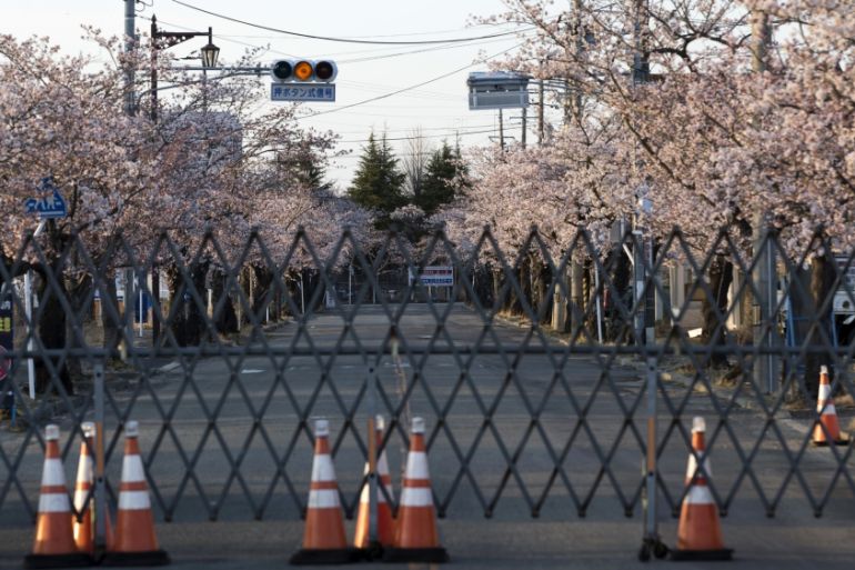 Residents Return To View Cherry Blossom Inside No-go Zone Near Fukushima Nuclear Plant