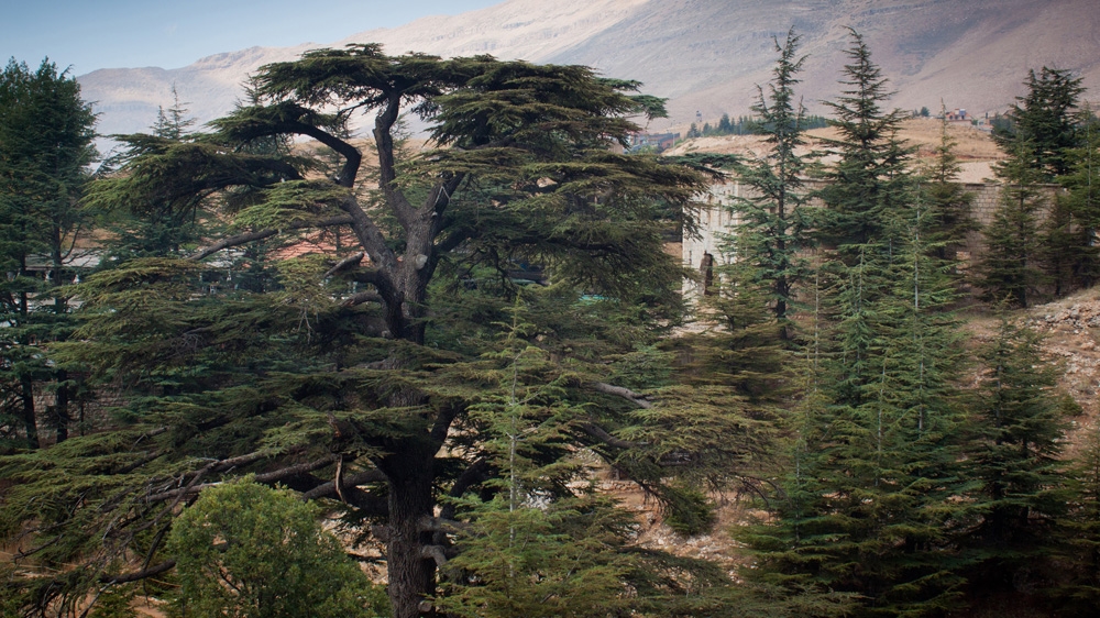 The cedar forest in Bsharri in Lebanon [File: Getty Images]