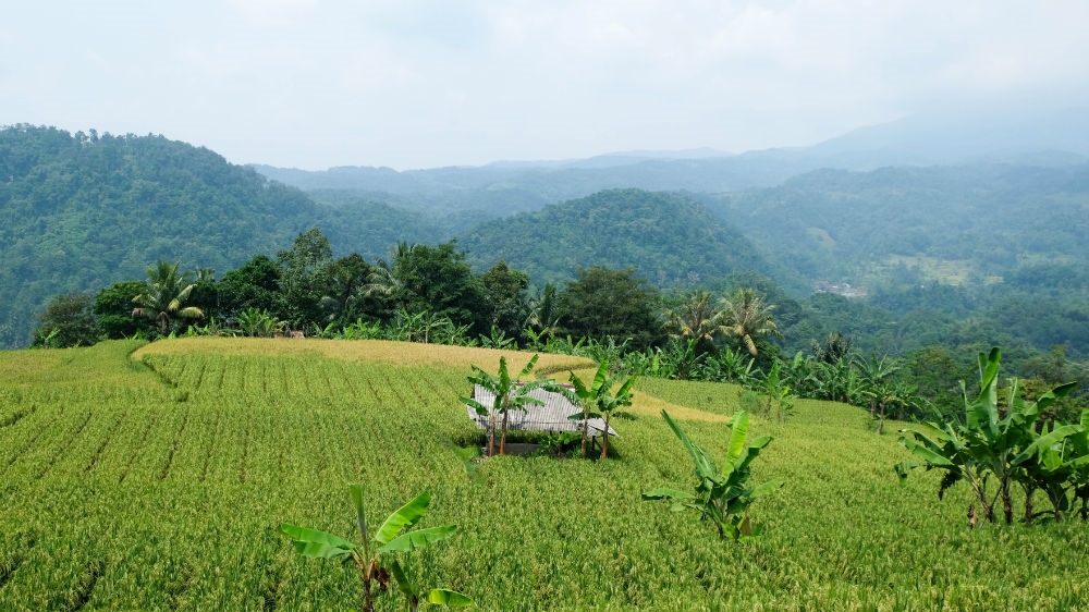 Rice fields give way to natural growth forests in western Java [Kate Walton/Al Jazeera]