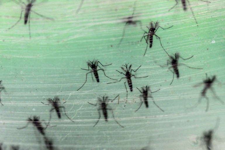 Male Aedes albopictus mosquitoes infected with Wolbachia bacteria are seen before released to the wild, in Guangzhou