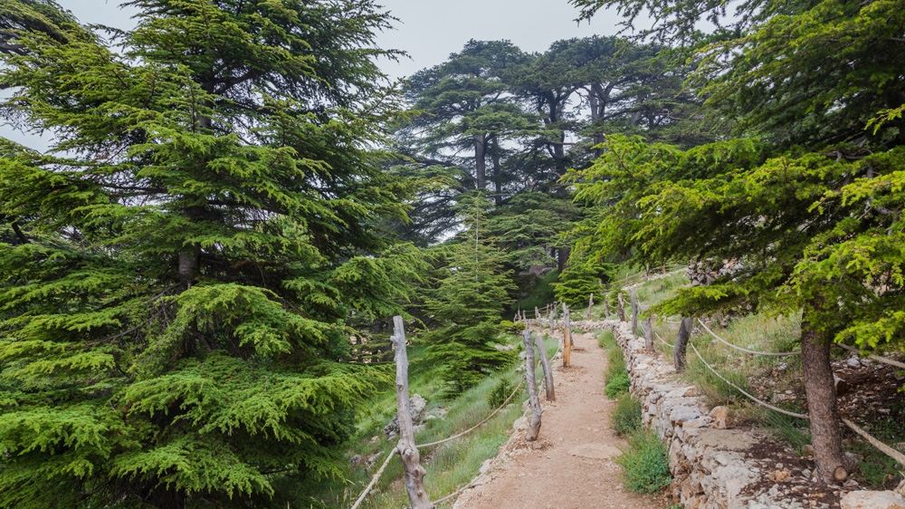 Only 17 square kilometres, 0.4 percent of the estimated ancient cover, of cedars remain in Lebanon nowadays [File: Getty Images] 