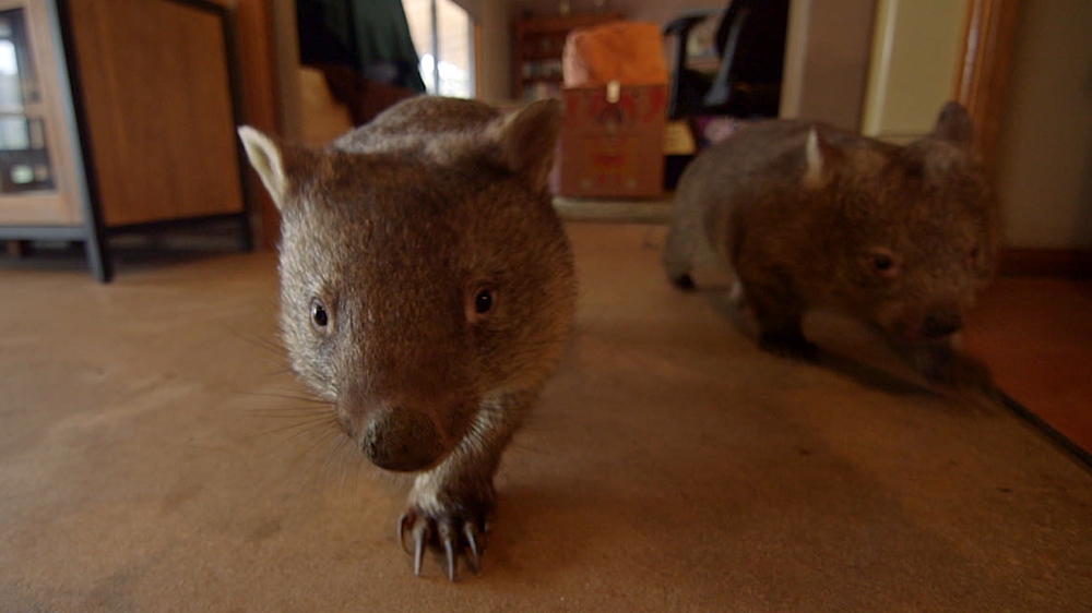 Hundreds of young wombats are injured or orphaned every year due to traffic incidents [Margaret Gordon/Al Jazeera]