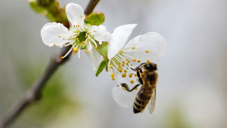 A bee collects nectar from a flower in a village of Ripanj near Belgrade, Serbia, April 9, 2019. Picture taken April 9, 2019