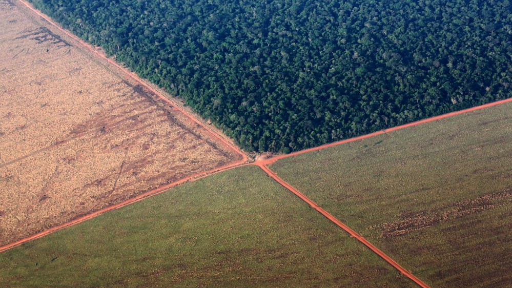 Earth now has less than 70 percent of the forest cover it had prior to the Industrial Revolution [File: Paulo Whitaker/Reuters]