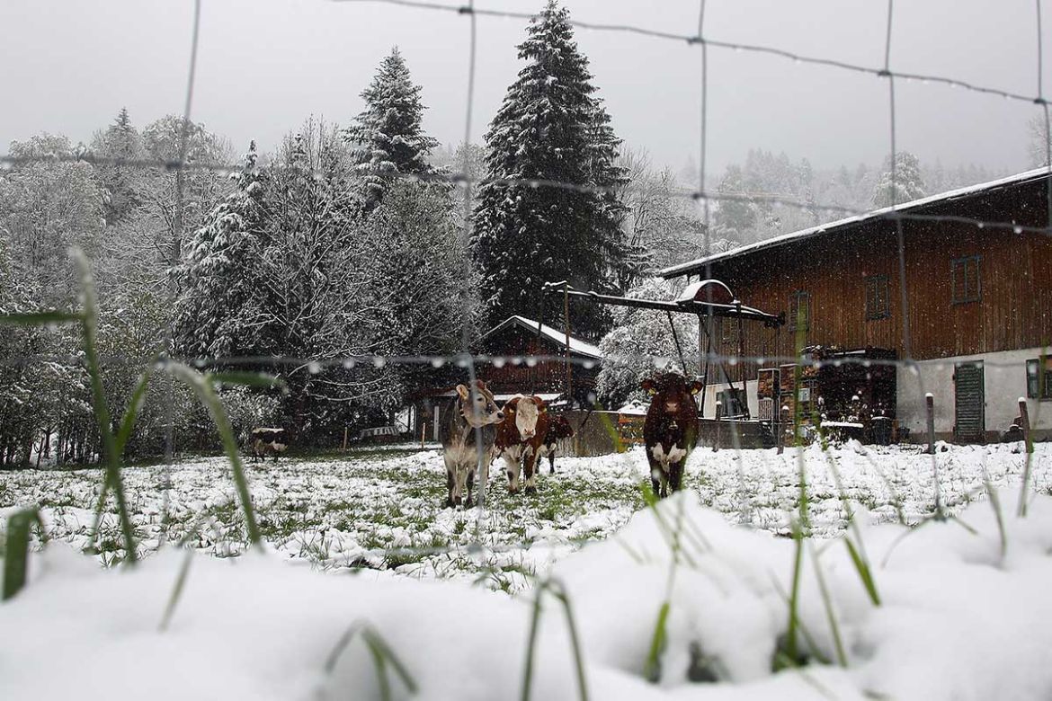Cows may be surprised to see May snowfall in a paddock at Schliersee, southern Germany, May 5, 2019.