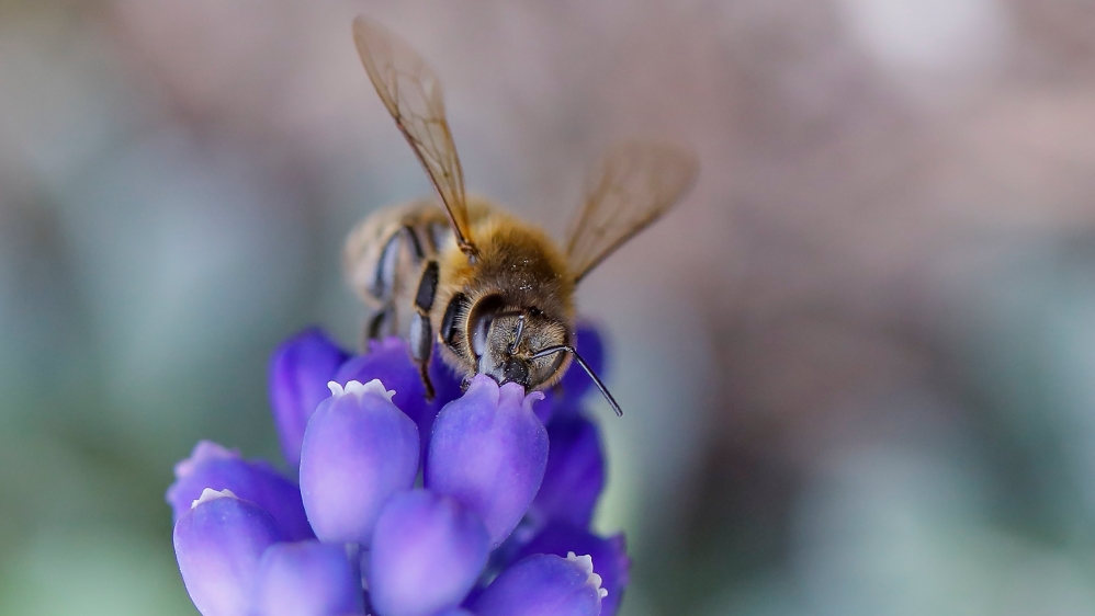 Up to $577bn in annual global crop yields are now at risk from pollinator loss, according to the IPBES report [File: Marko Djurica/Reuters]