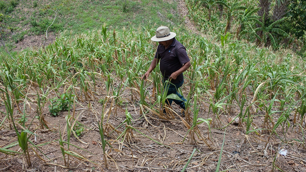 Damaso Aldana, a resident and authority in the small village of Pinalito in Jocotan, Chiquimula, inspects maize crops during the August 2018 drought [Jeff Abbott/Al Jazeera] 