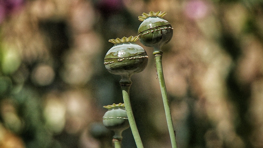 Poppy residue is seen on a poppy plant in northern Mexico [John Holman/Al Jazeera] 
