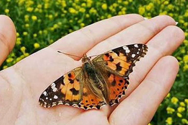 Vanessa cardui, or the painted lady