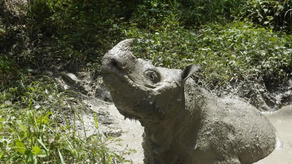 Malaysia's last male Sumatran rhino dies in captivity