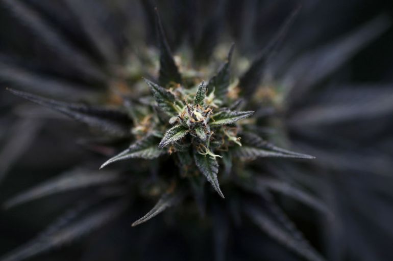 Cannabis bud - bloomberg