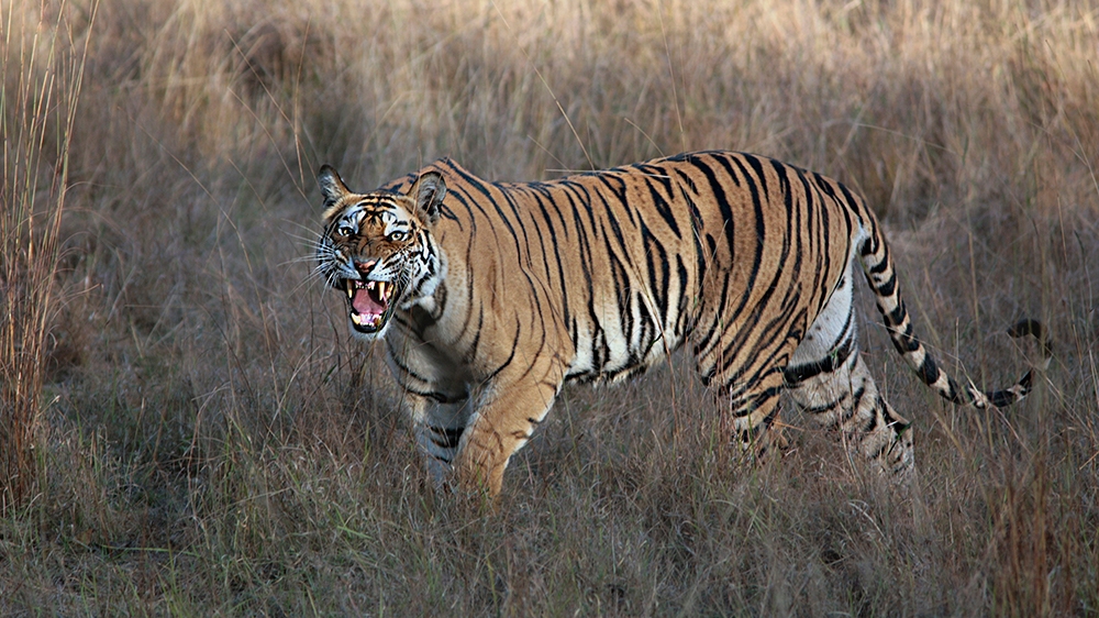 The Royal Bengal Tiger in Bandhavgarh National Park, Madhya Pradesh, India. (Photo by: IndiaPictures/Universal Images Group via Getty Images)