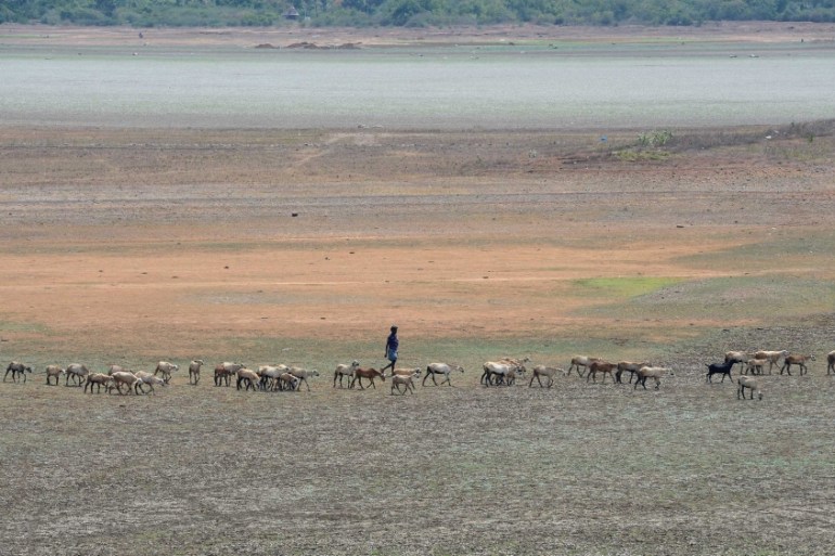 The sheep that need not swim. Puzhal reservoir on the outskirts of Chennai.