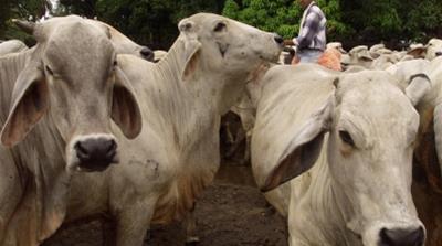 Herd of Colombian cows in Colombia/May 2001