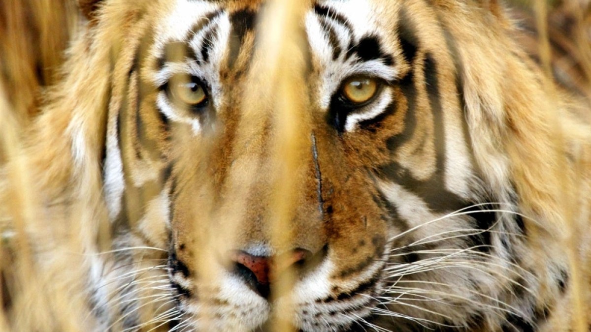 India's tiger population jumps to almost 3,000: census | Wildlife News | Al  Jazeera