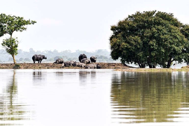 India’s wildlife struggle to survive the monsoon rains