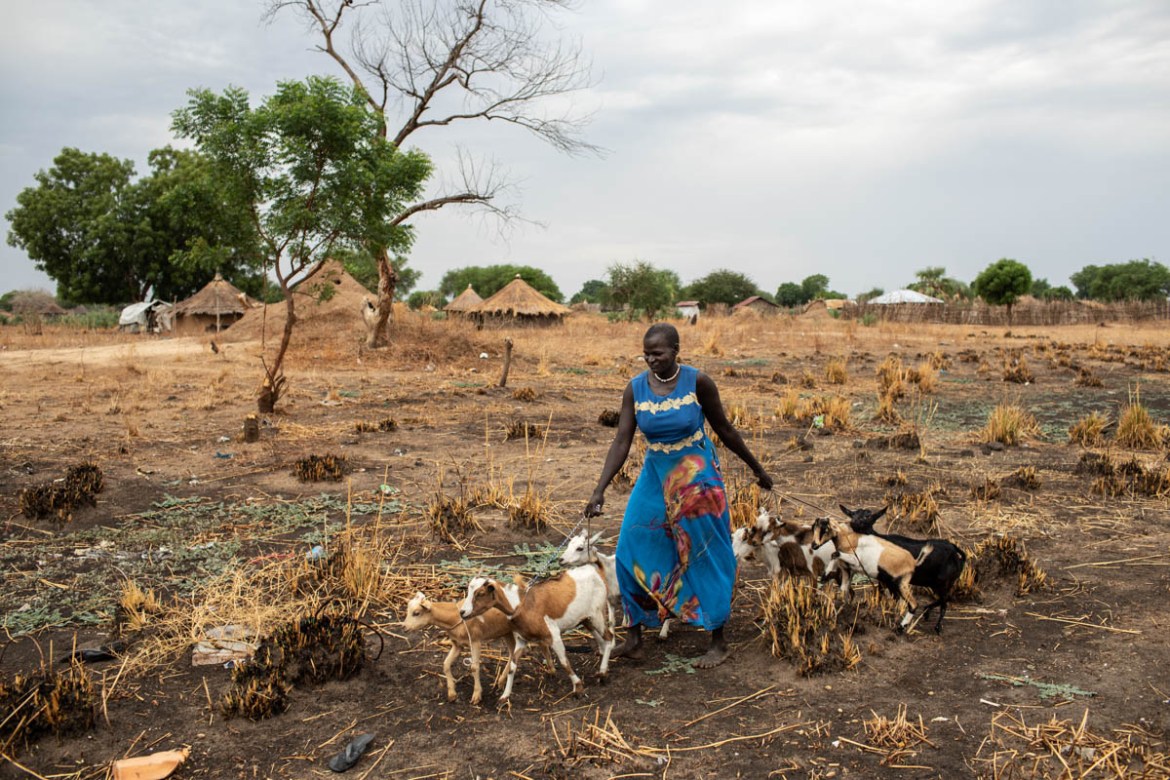 Mary Nyanjok Puoch, a 35-year-old single mother of six, walks with her herd of goats outside Bor town, on April 8, 2019. “The goats are my bank. I don’t have any other kind of bank. I can sell one at