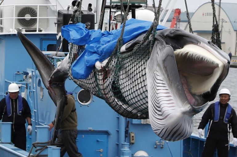 A captured Minke whale is unloaded after an commercial whaling at a port in Kushiro