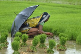 A woman farmer works in a paddy field in the eastern Indian state of Orissa July 25, 2012. Rice is the main summer-sown crop in the country. Sowing is over in 14.46 million hectares compared to 16.13