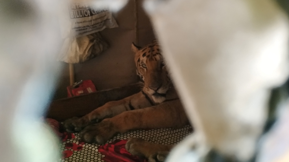 A full-grown Royal Bengal Tiger which took shelter inside a residence in the fringe areas of the national park has been sent back to highlands inside the forest