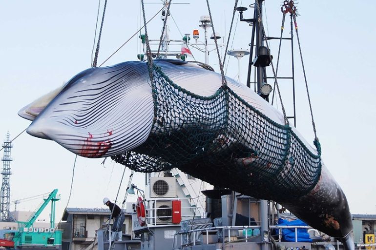 This September 4, 2017 picture shows a Minke whale being lifted by a crane during the North Pacific research whaling programme at the Kushiro port in Kushiro, Hokkaido prefecture. - Japanese fishermen
