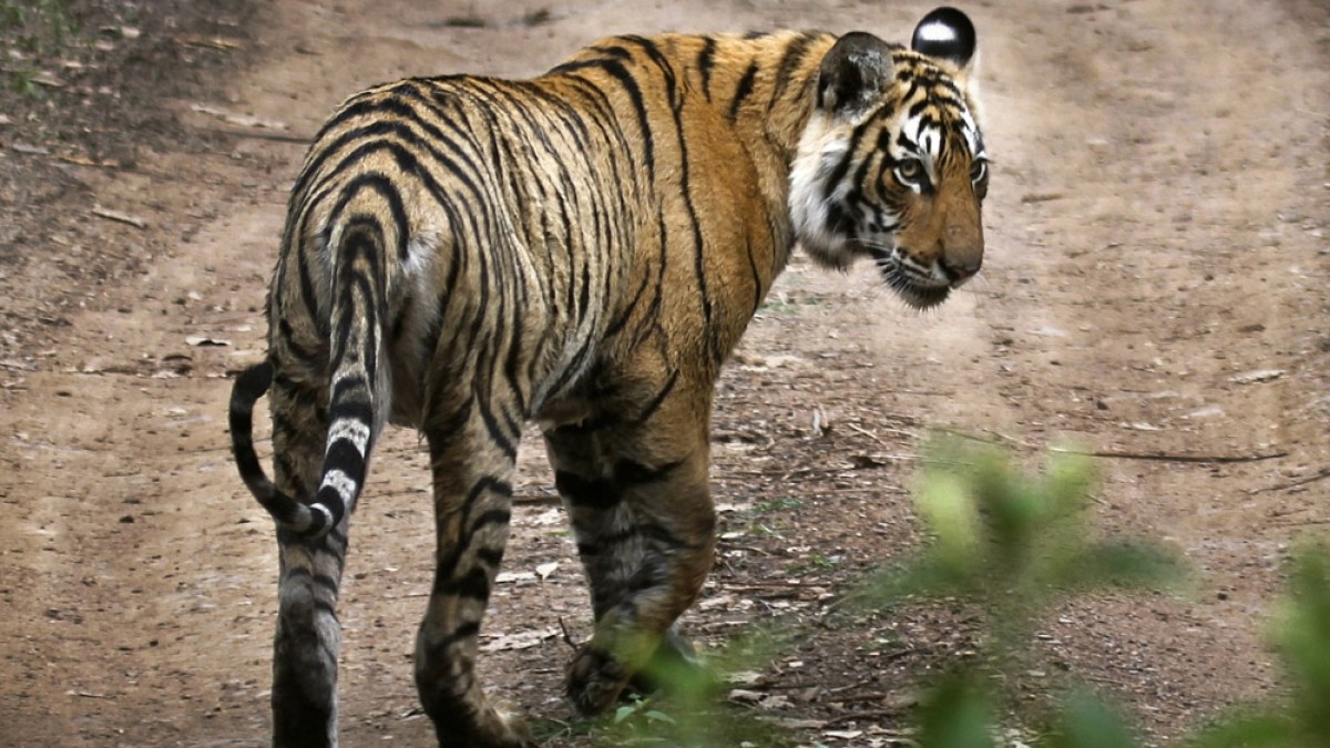 Tiger on my farm': India coal hub brings new dangers in villages |  Environment News | Al Jazeera