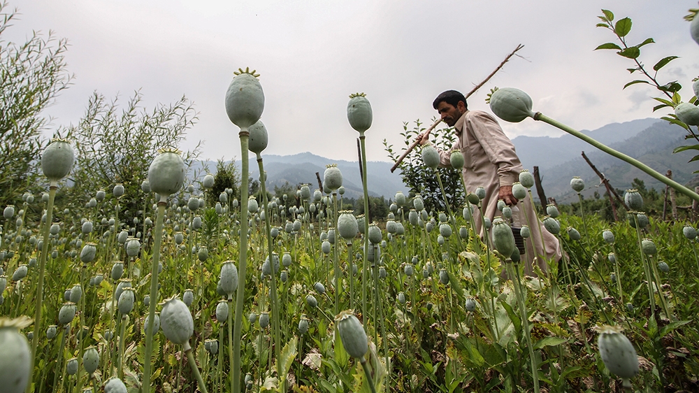  Drug use in Kashmir