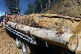 Borneo - Risking it all Loggers skirting danger