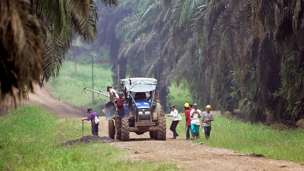 Malaysia Sabah plantation