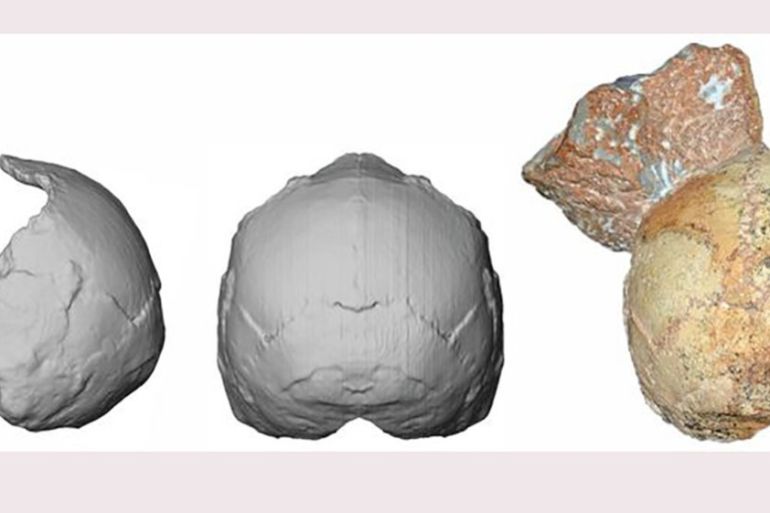 The Apidima 1 partial cranium (right) and its reconstruction from posterior view (middle) and side view (left). The rounded shape of the Apidima 1 cranium a unique feature of modern humans and contras