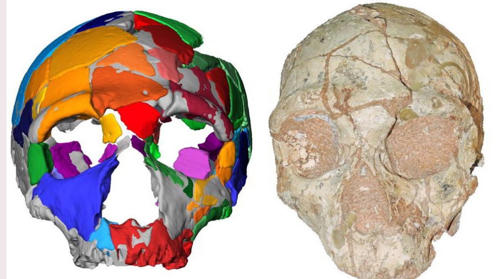 The Apidima 2 cranium (right) and its reconstruction (left). Apidima 2 shows a suite of features characteristic of Neanderthals, indicating that it belongs to the Neanderthal lineage.