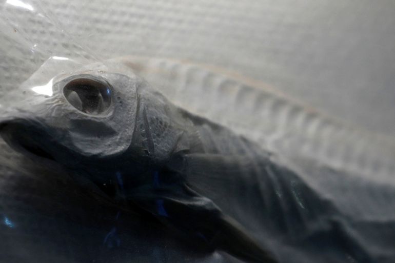 Mercury-contaminated fish in Japan