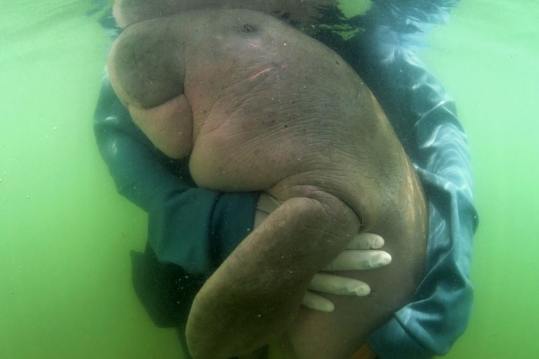 Thai dugong