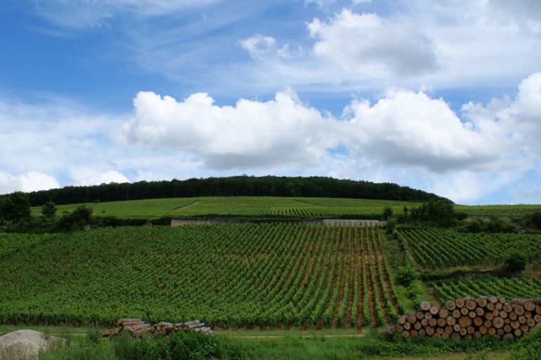 Vineyards in Beaune, Burgundy