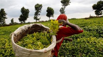 Worker picks tea at a plantation in Githunguri near Kenya's capital Nairobi,