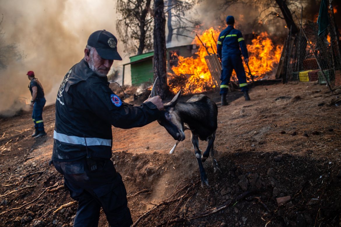 A volunteer tries to save a goat during a forest fire in the village of Makrimalli on the island of Evia, northeast of Athens, on August 14, 2019. - Hundreds of villagers were evacuated on August 13 a