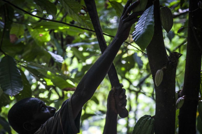 Cocoa harvetsing - bloomberg