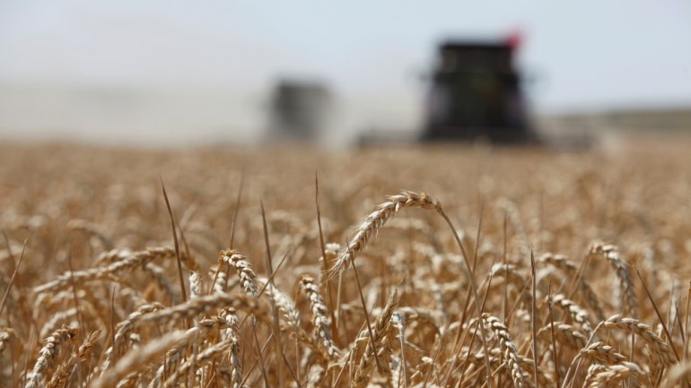 Combines harvest wheat in Stavropol region