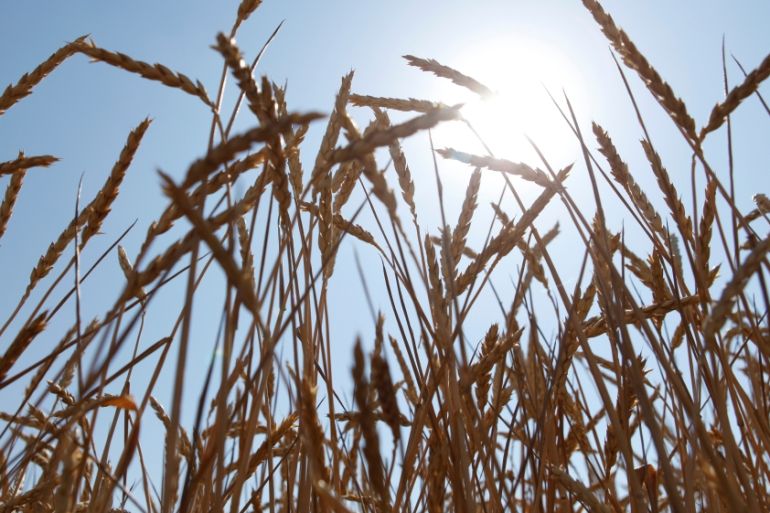 Ears of wheat are seen in a field during harvesting in Stavropol region
